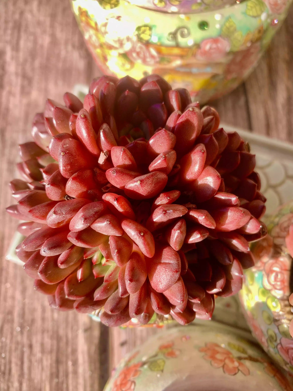 Echeveria Pink Rubby 2-2.5 Inches