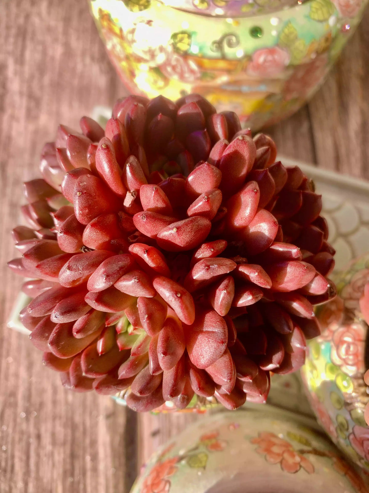 Echeveria Pink Rubby 2-2.5 Inches