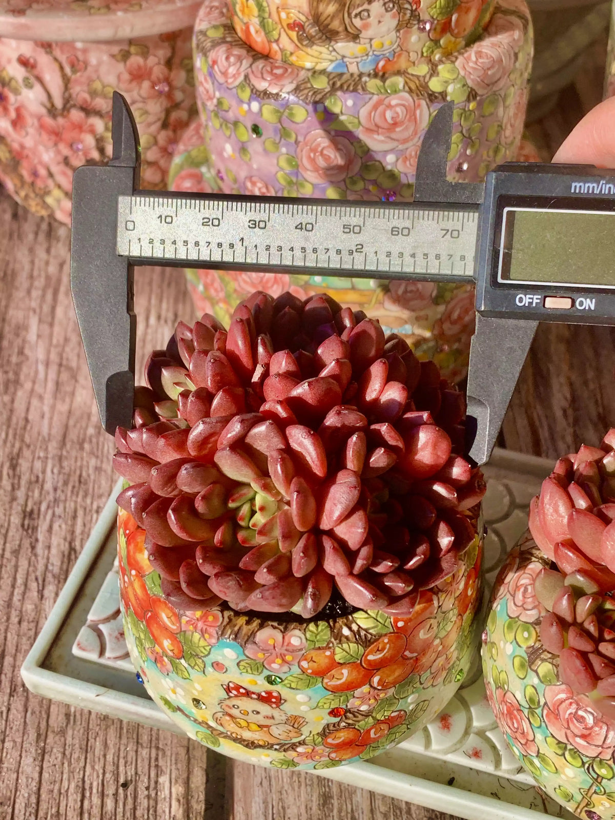 Echeveria Pink Rubby 2-2.5 Inches