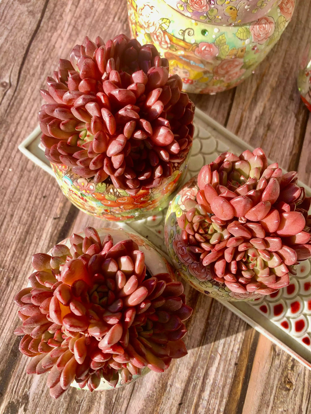 Echeveria Pink Rubby 2-2.5 Inches