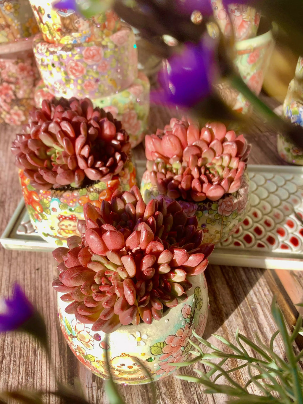 Echeveria Pink Rubby 2-2.5 Inches