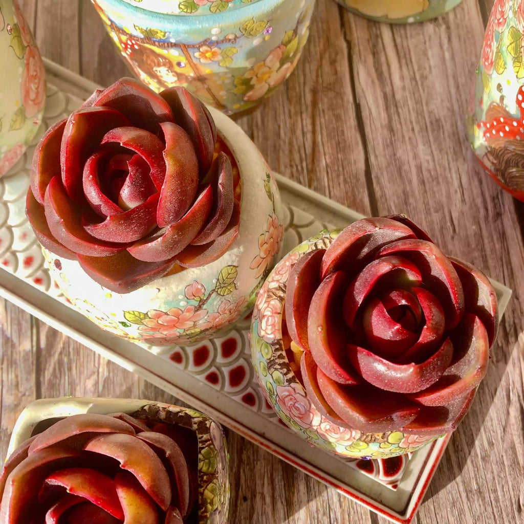 Echeveria Red Lantern