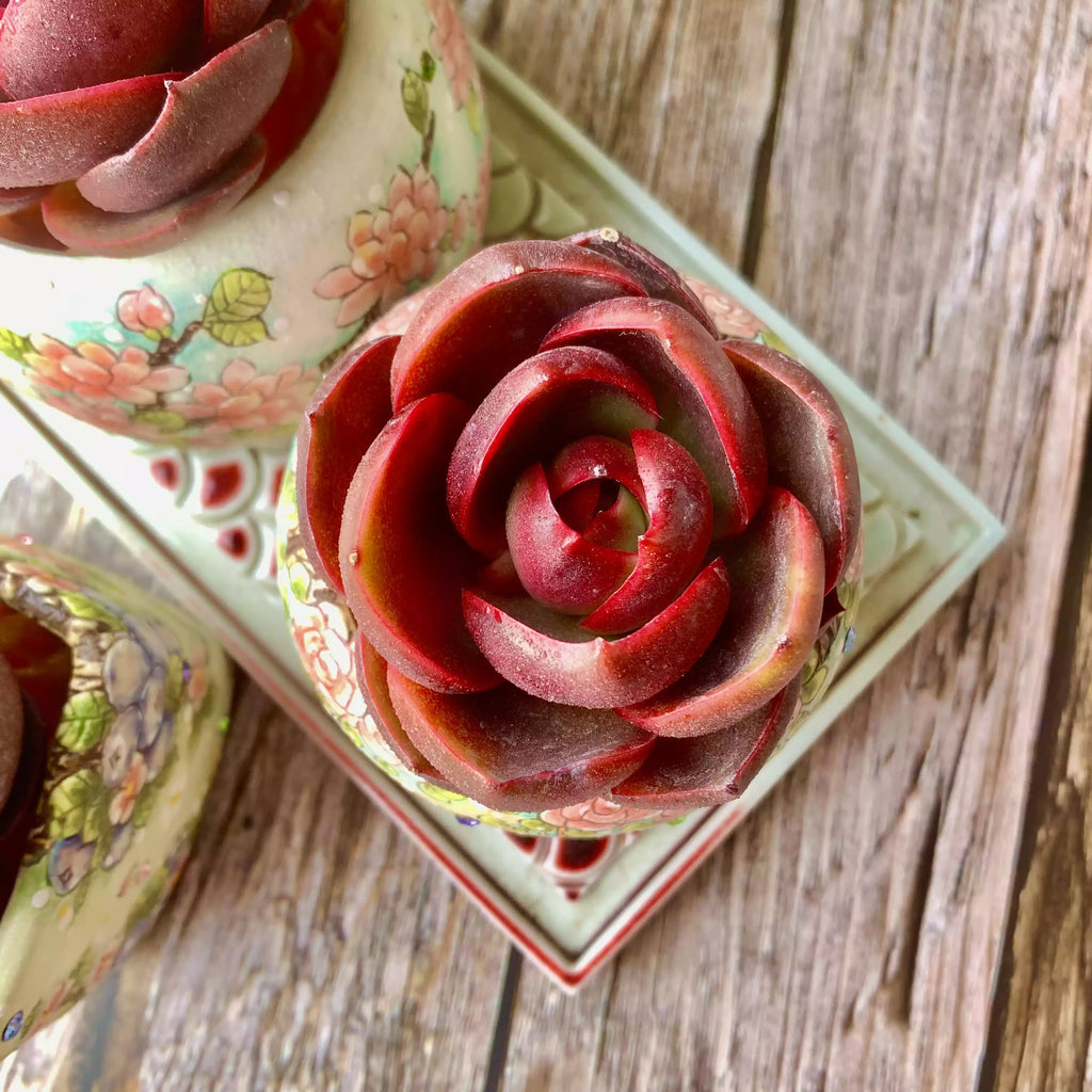 Echeveria Red Lantern