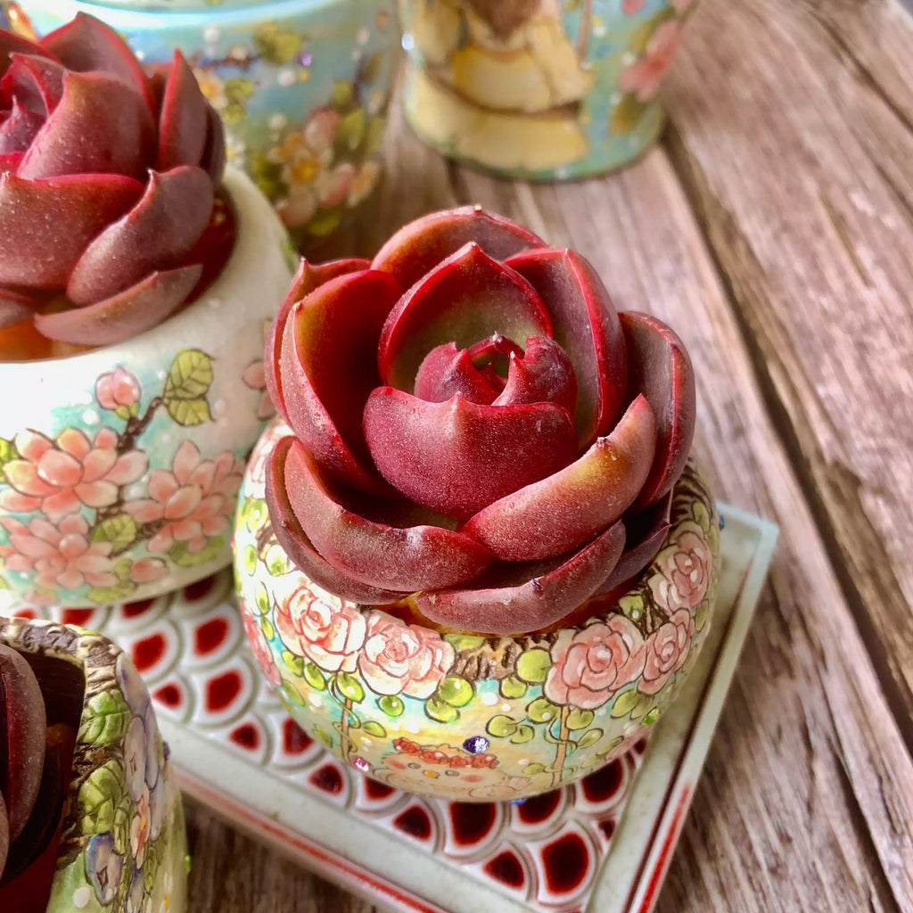 Echeveria Red Lantern