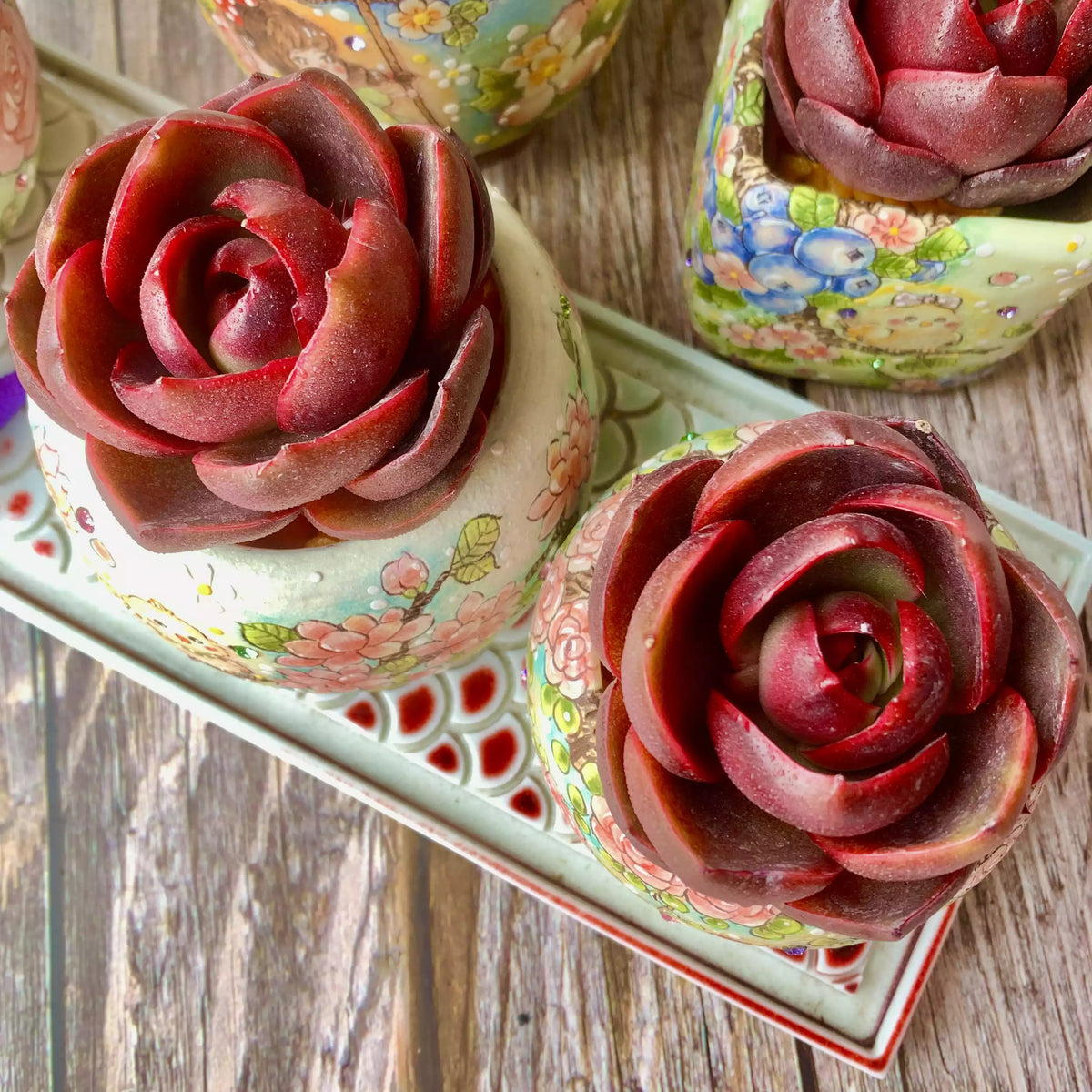 Echeveria Red Lantern