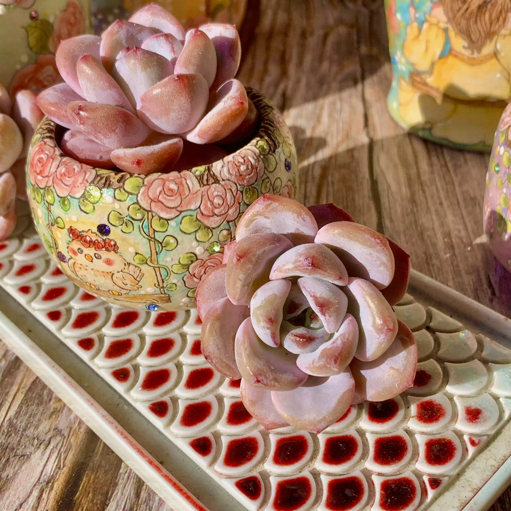 Echeveria Star Snow