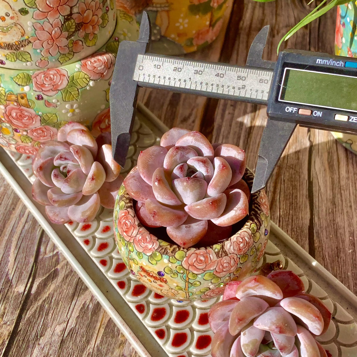Echeveria Star Snow