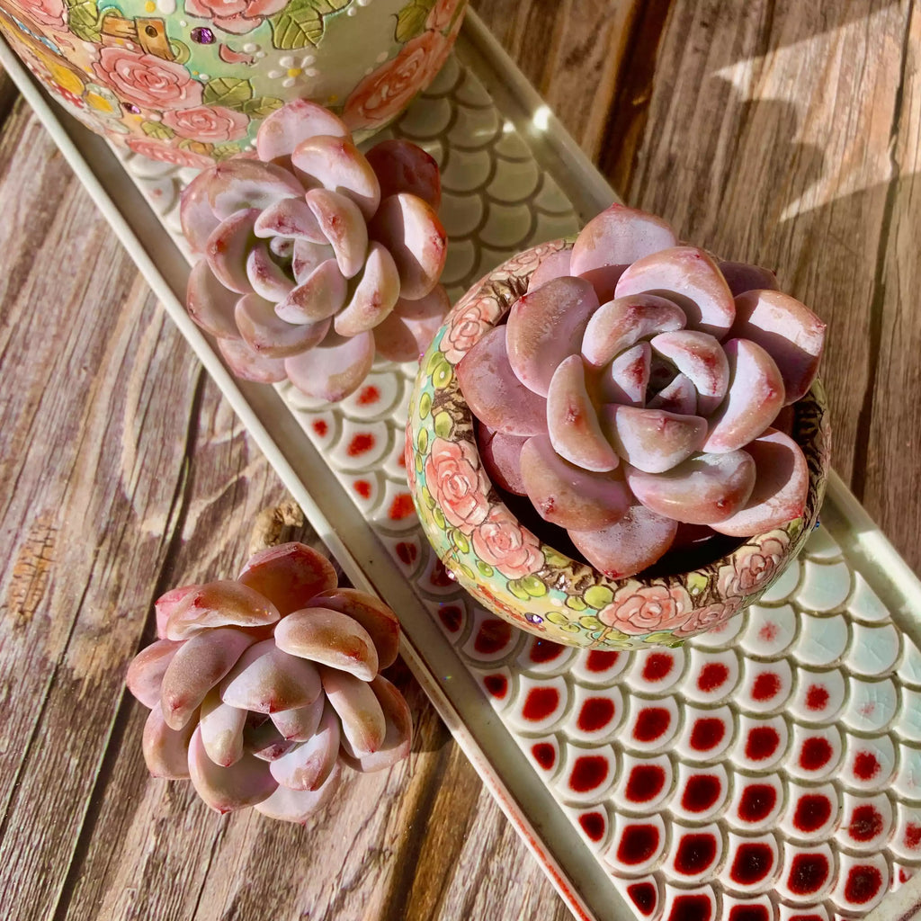 Echeveria Star Snow