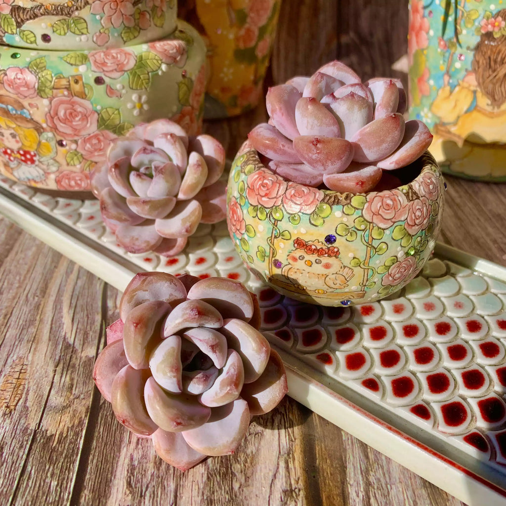 Echeveria Star Snow