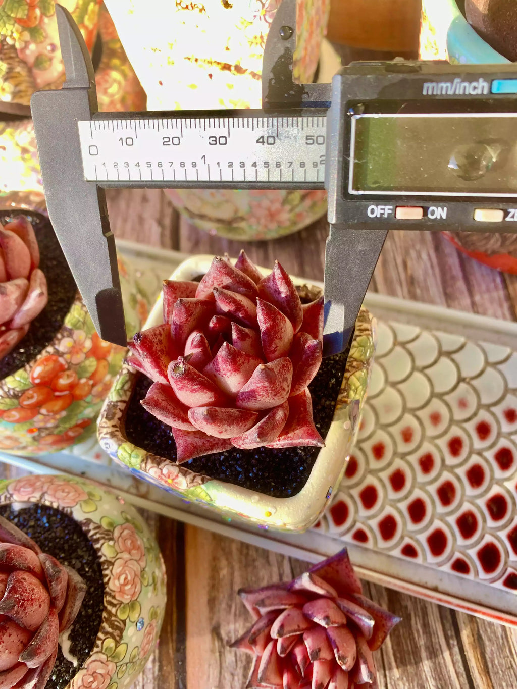 Echeveria agavoides Romeo