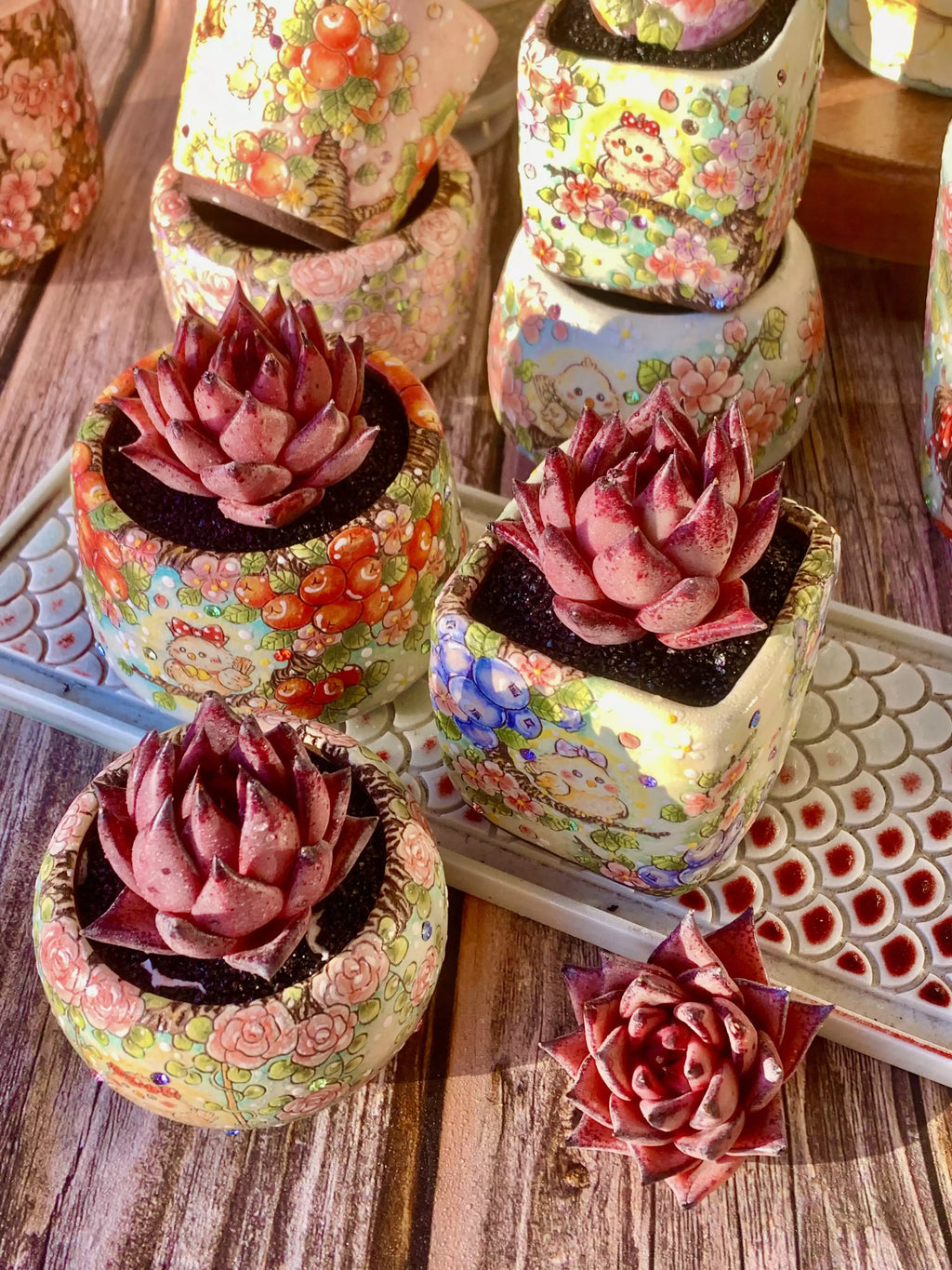 Echeveria agavoides Romeo