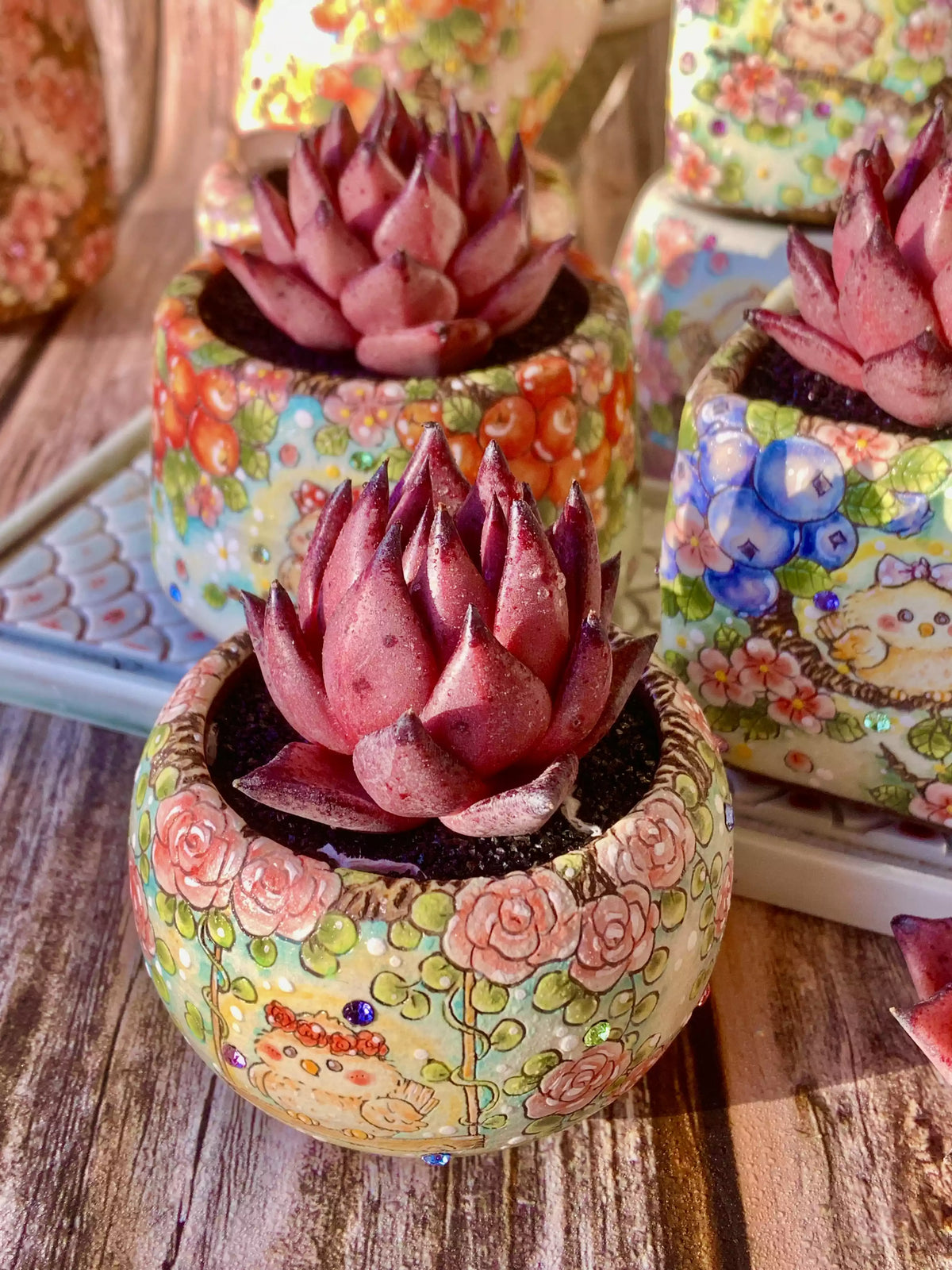 Echeveria agavoides Romeo