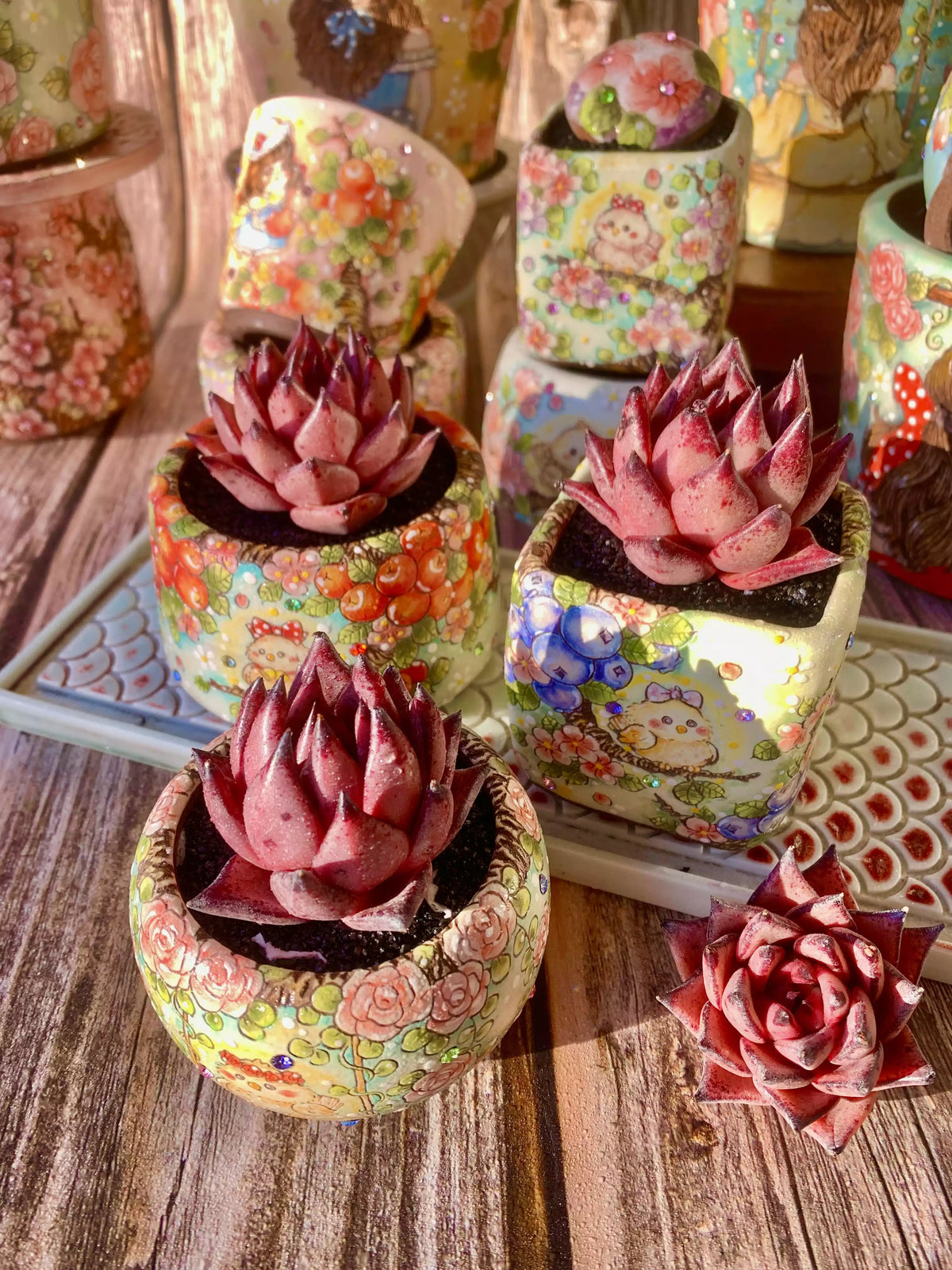 Echeveria agavoides Romeo