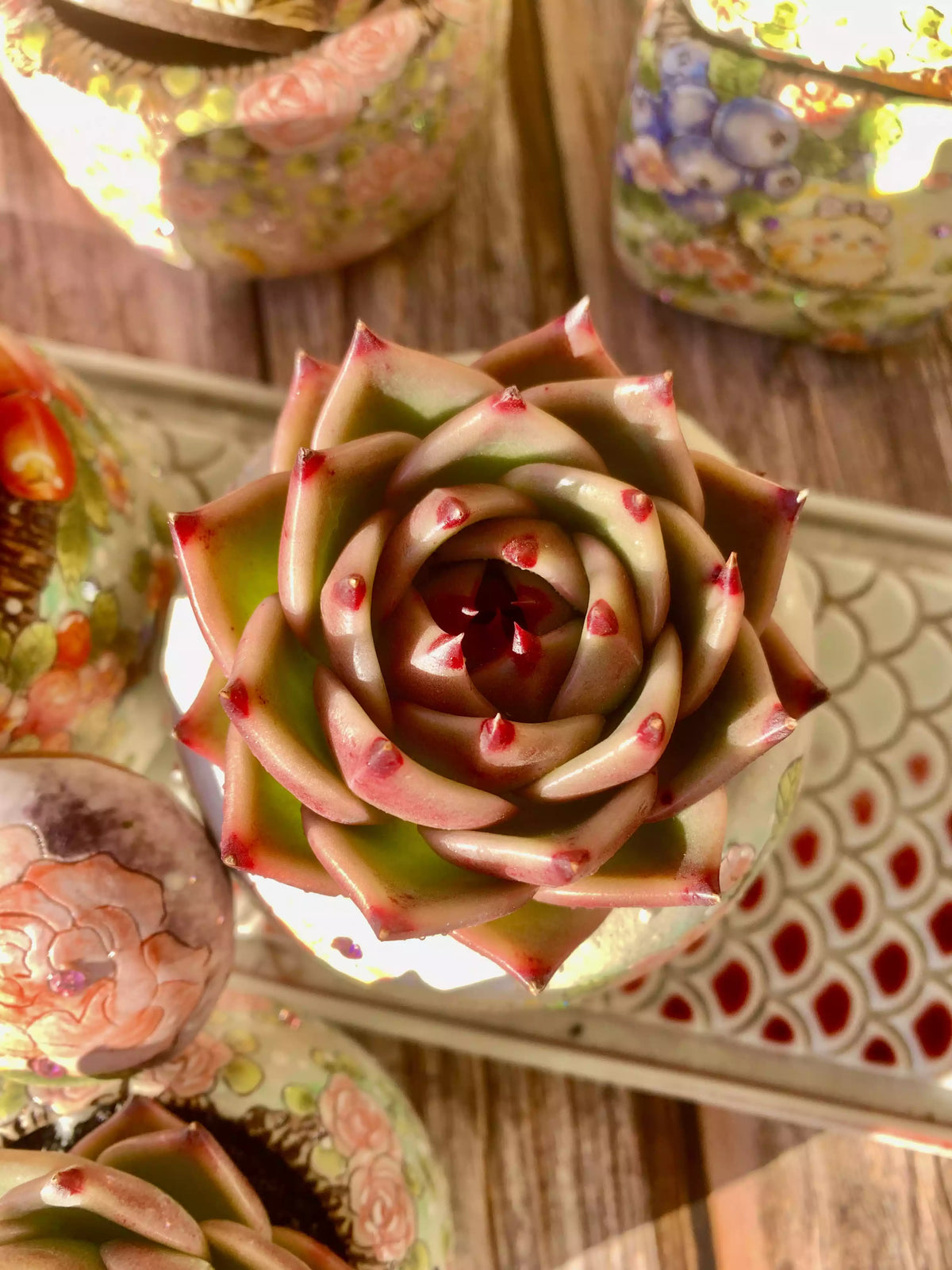Echeveria blue dragon