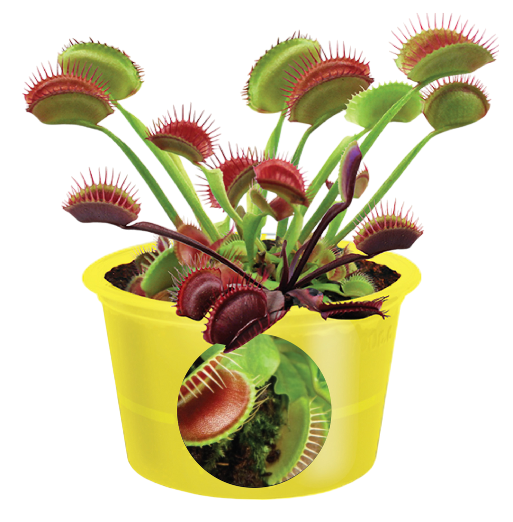 Eco Seed Sprouts Flytrap Ed - Multipack of 5