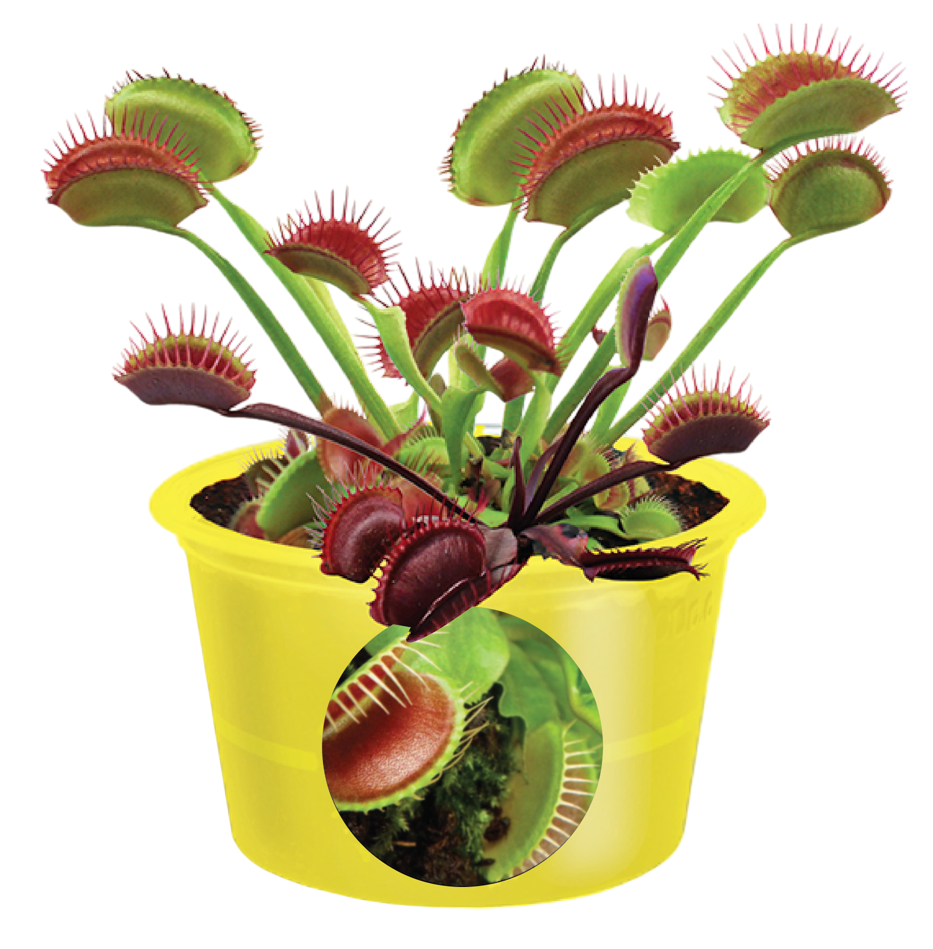 Eco Seed Sprouts Flytrap Ed - Multipack of 5