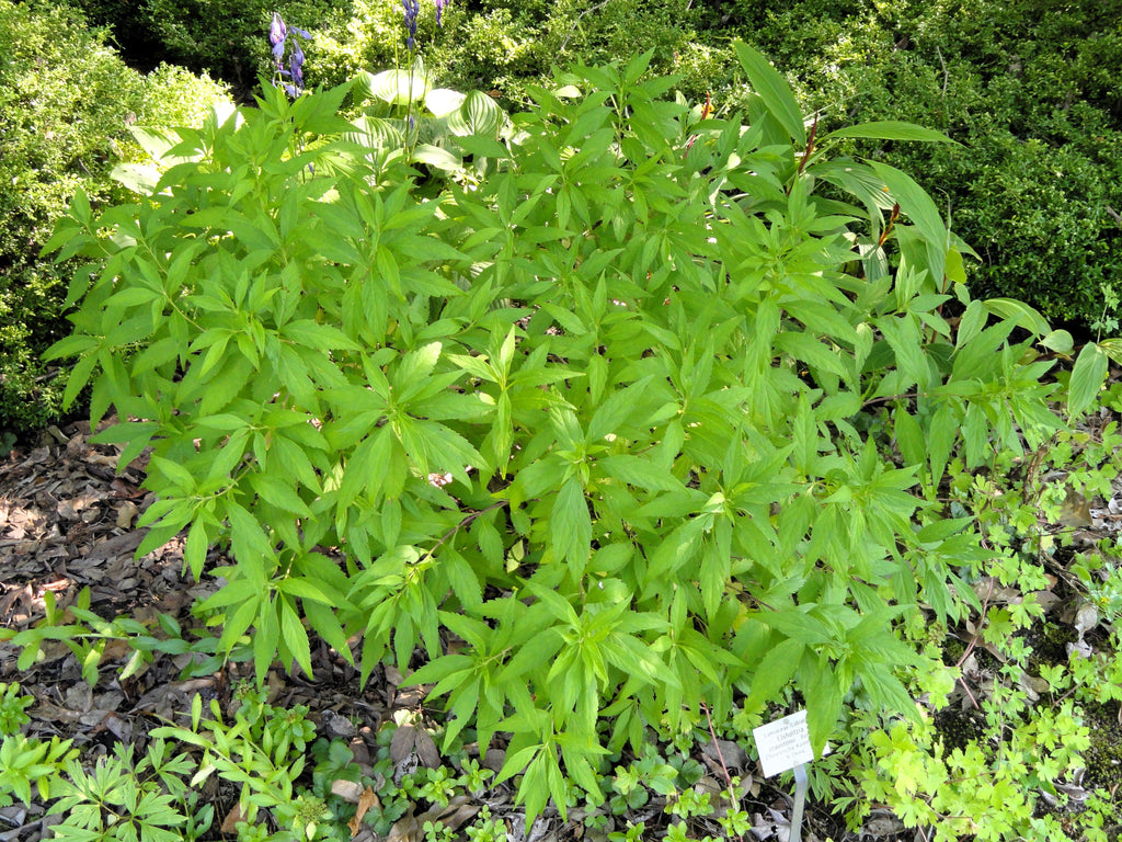 100 MINT BUSH White Elsholtzia Stauntonii Alba Chinese Mint Fragrant Shrub Seeds