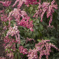 Enchanted Forest® Impish Elf™ Pieris