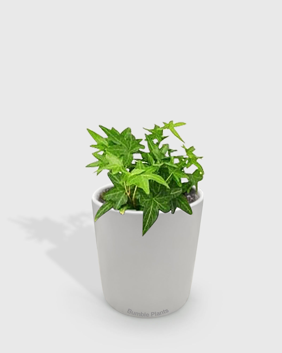Hedera Helix 'Green California' English Ivy