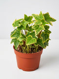 Hedera Helix English Ivy Gold Child