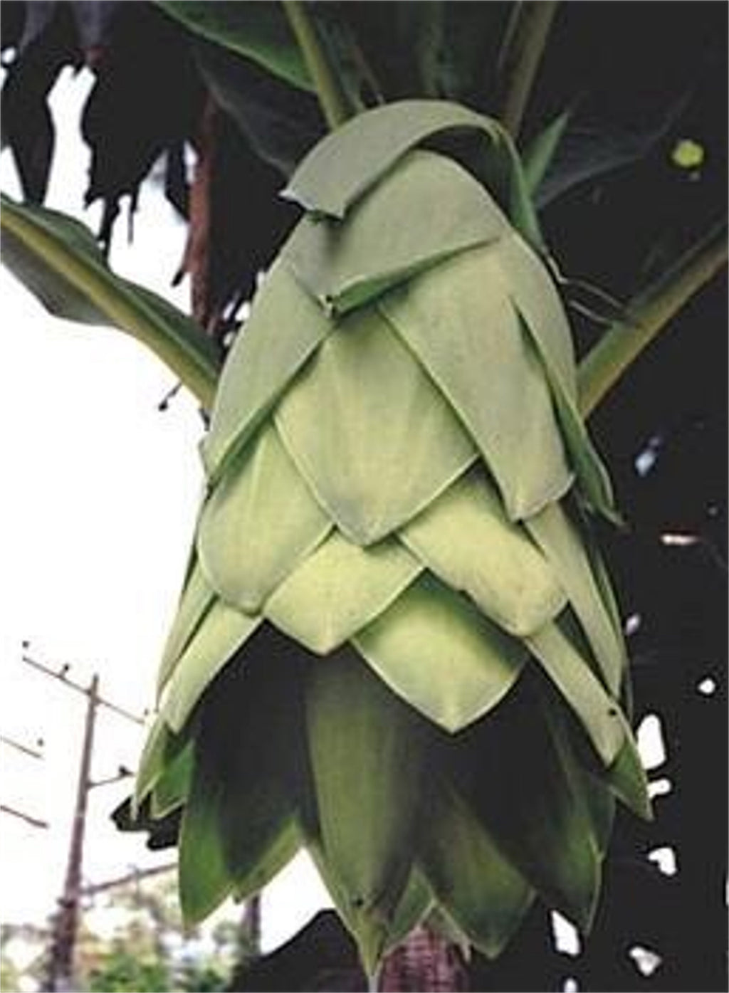 Ensete Glaucum Snow Banana Tree 5 Seeds, MUSA Perennial Massive Flower