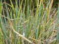 Ephedra Nevadensis 10/50/100/250/500 Seeds, Gray Nevada Jointfir Mormon Tea Shrub