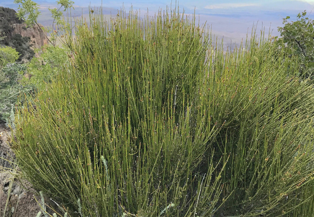 Ephedra Nevadensis 10/50/100/250/500 Seeds, Gray Nevada Jointfir Mormon Tea Shrub