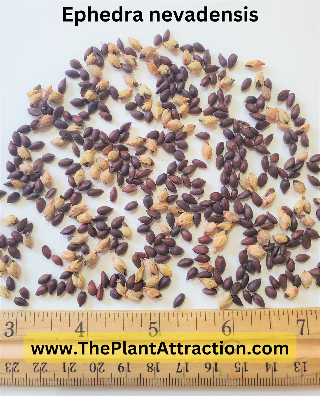 Ephedra Nevadensis 10/50/100/250/500 Seeds, Gray Nevada Jointfir Mormon Tea Shrub