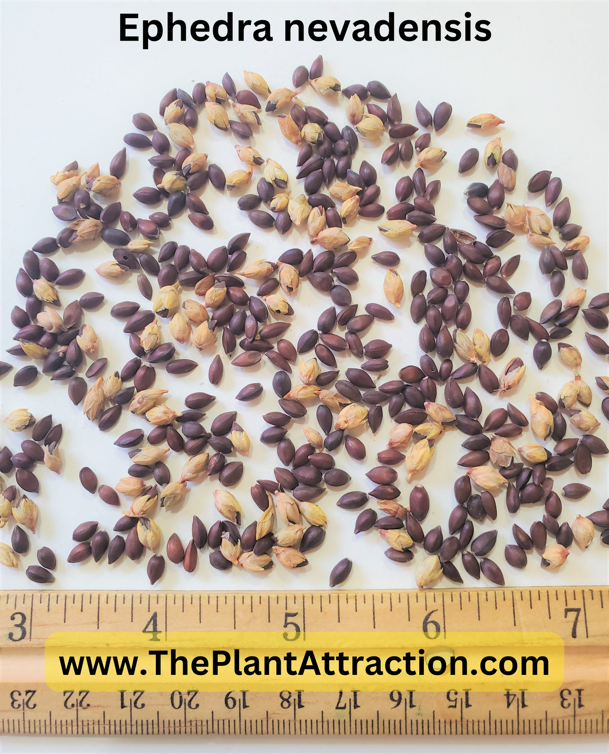 Ephedra Nevadensis 10/50/100/250/500 Seeds, Gray Nevada Jointfir Mormon Tea Shrub