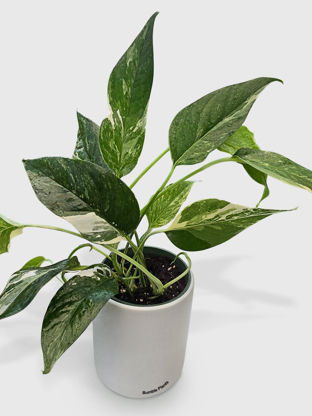 Epipremnum Pinnatum Albo Variegata Cebu Blue