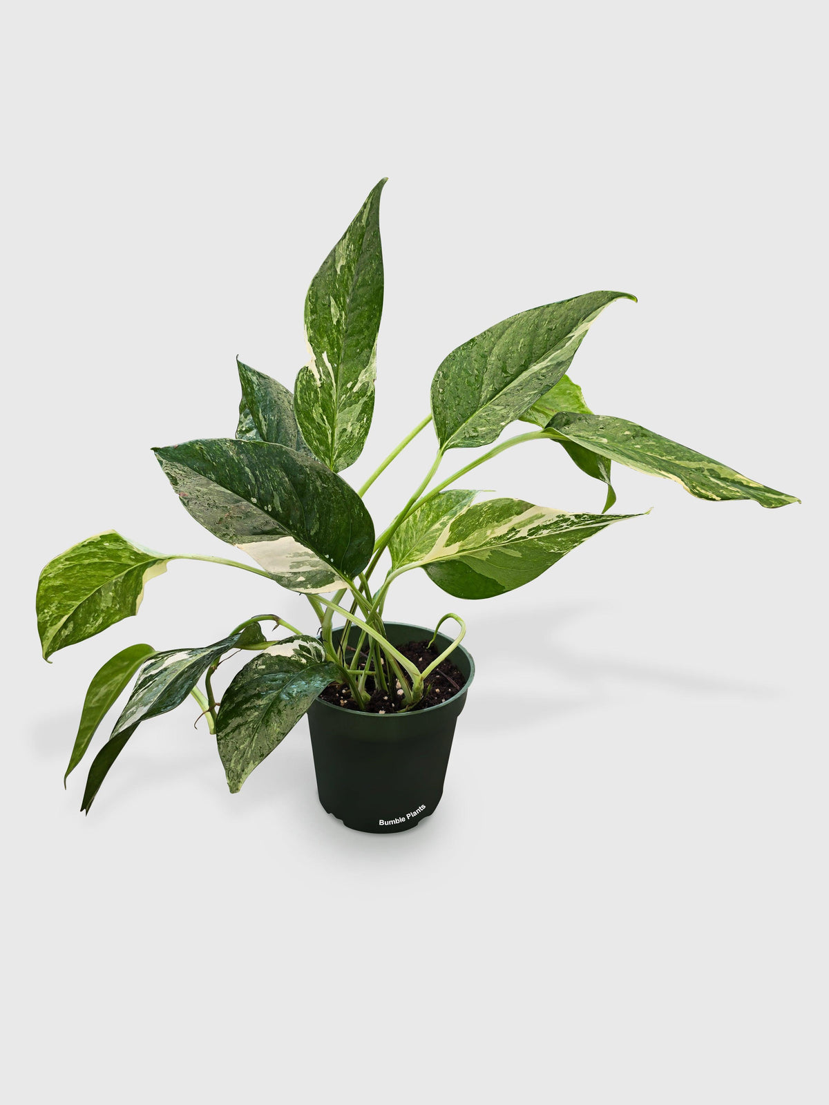 Epipremnum Pinnatum Albo Variegata Cebu Blue