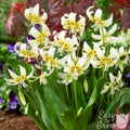 Erythronium - Californicum White Beauty