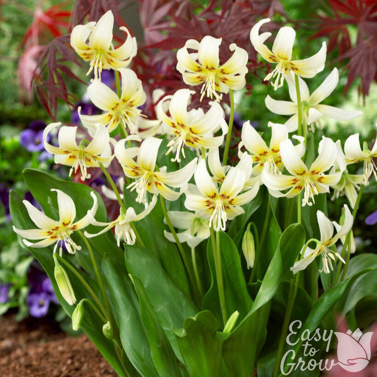 Erythronium - Californicum White Beauty