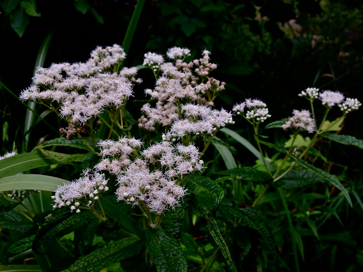 300 Common Boneset Seeds - Eupatorium perfoliatum - None-GMO Medicinal Herb