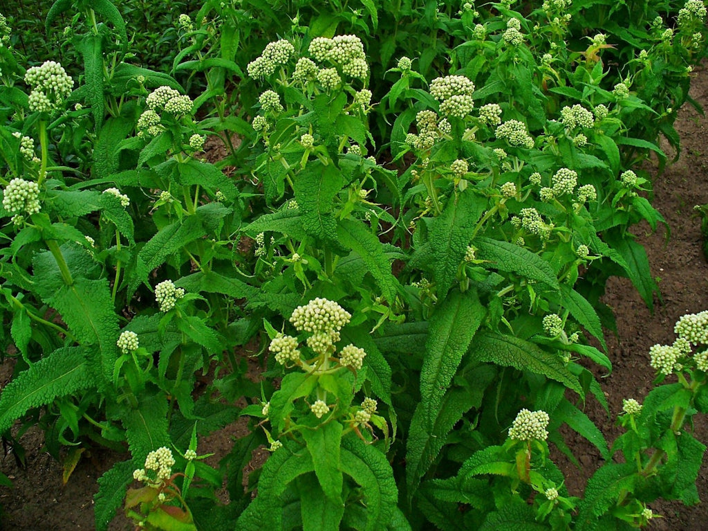 300 Common Boneset Seeds - Eupatorium perfoliatum - None-GMO Medicinal Herb