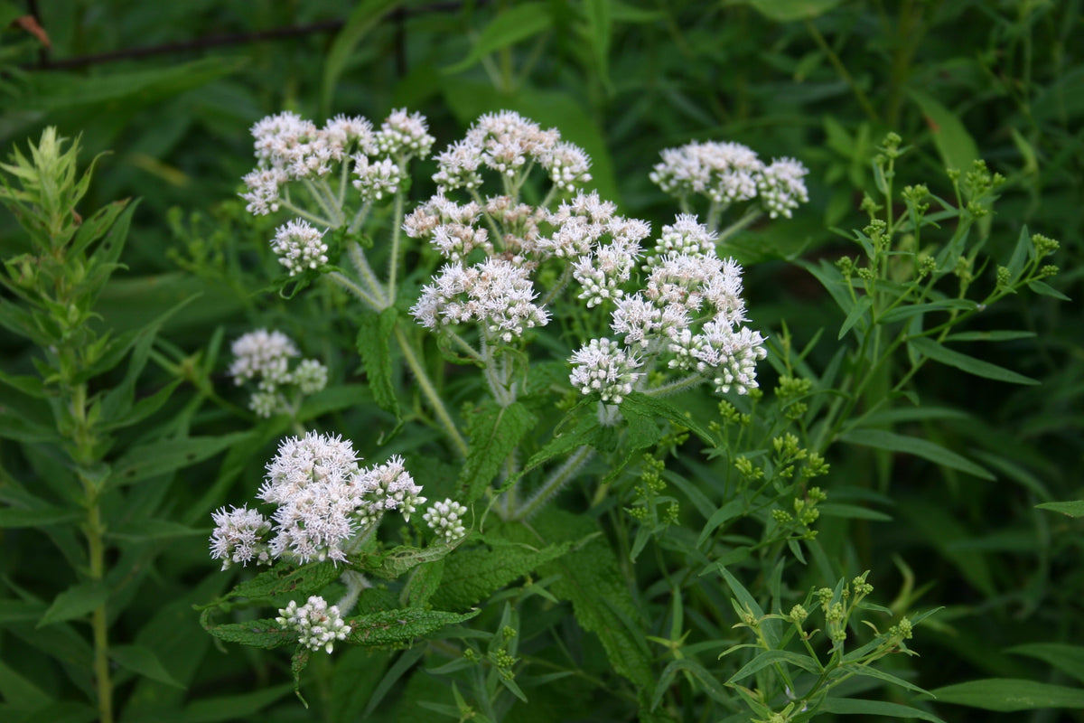 300 Common Boneset Seeds - Eupatorium perfoliatum - None-GMO Medicinal Herb