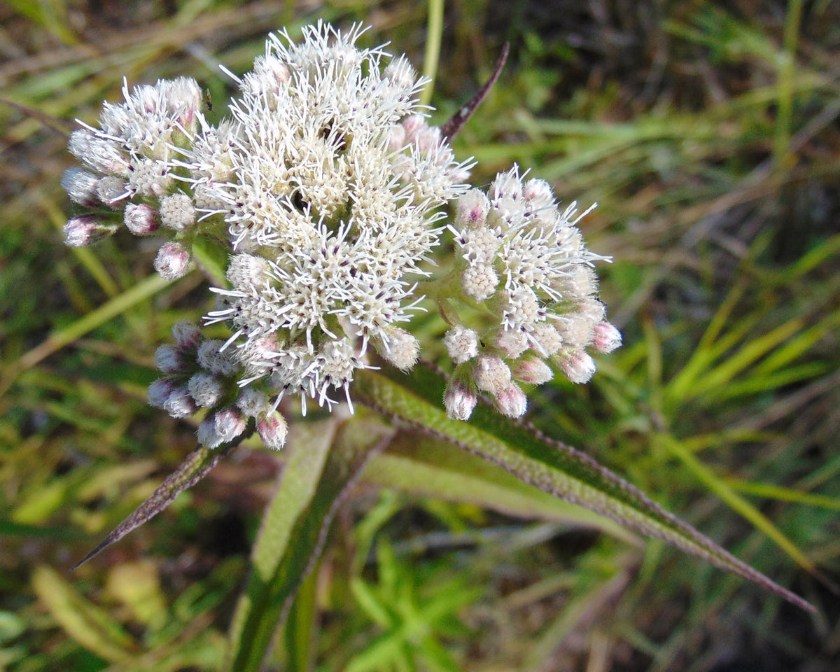 300 Common Boneset Seeds - Eupatorium perfoliatum - None-GMO Medicinal Herb