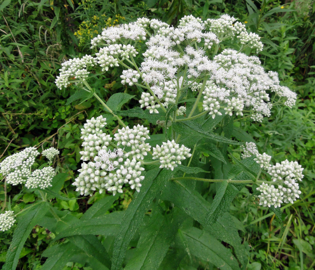 300 Common Boneset Seeds - Eupatorium perfoliatum - None-GMO Medicinal Herb