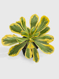 Euphorbia Poissonii Variegata