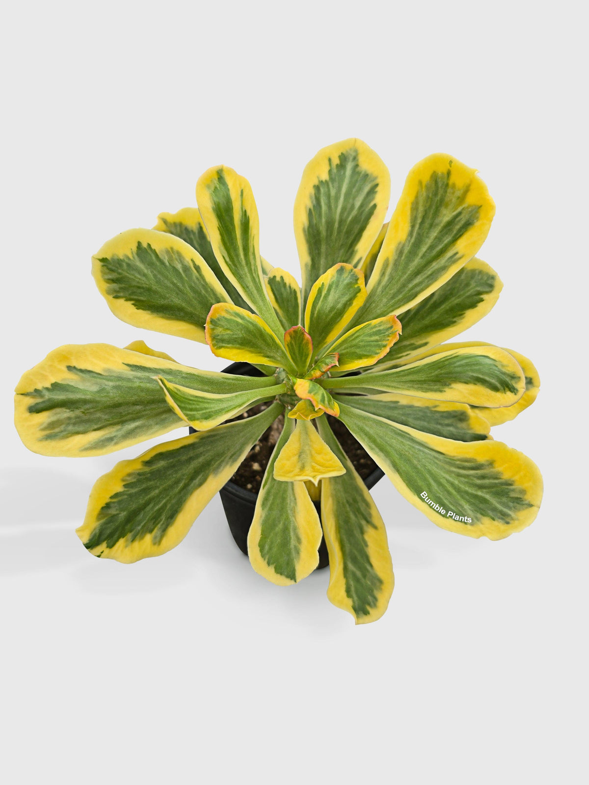 Euphorbia Poissonii Variegata