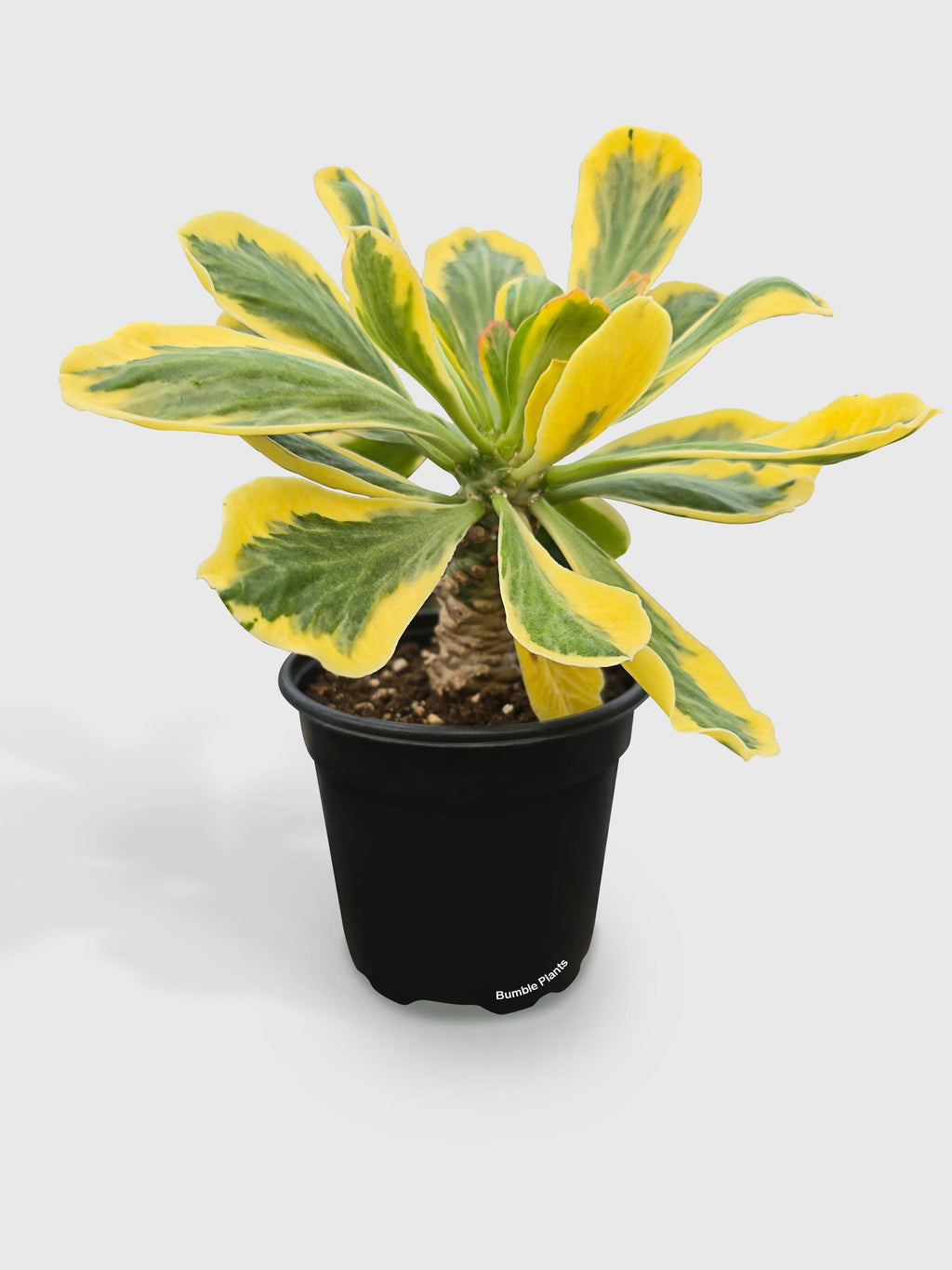Euphorbia Poissonii Variegata