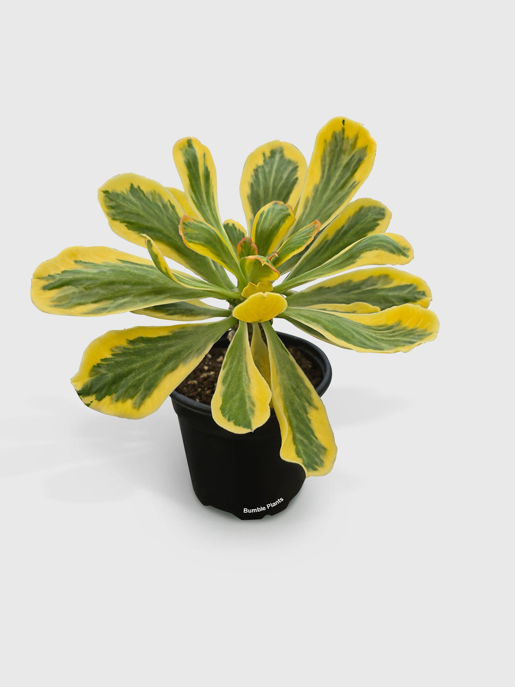 Euphorbia Poissonii Variegata