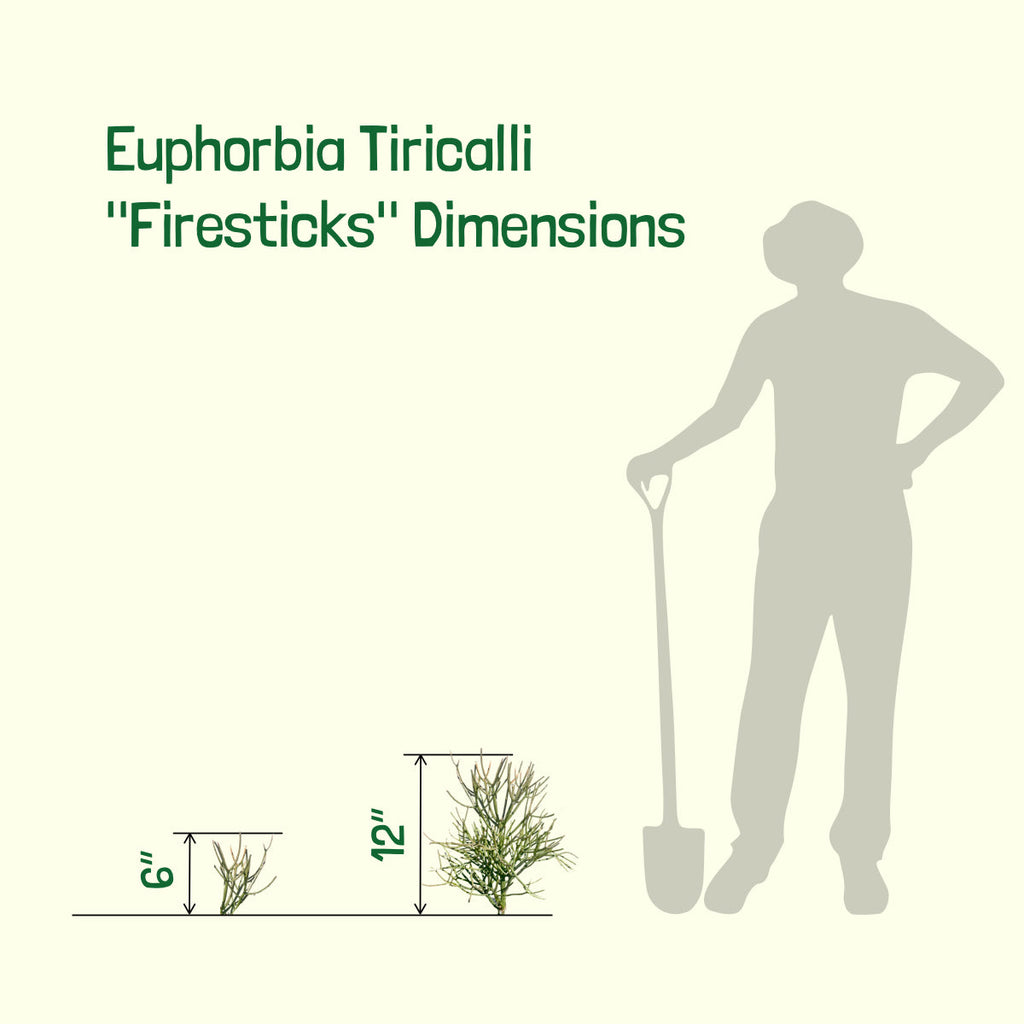Euphorbia Tiricalli "Firesticks"