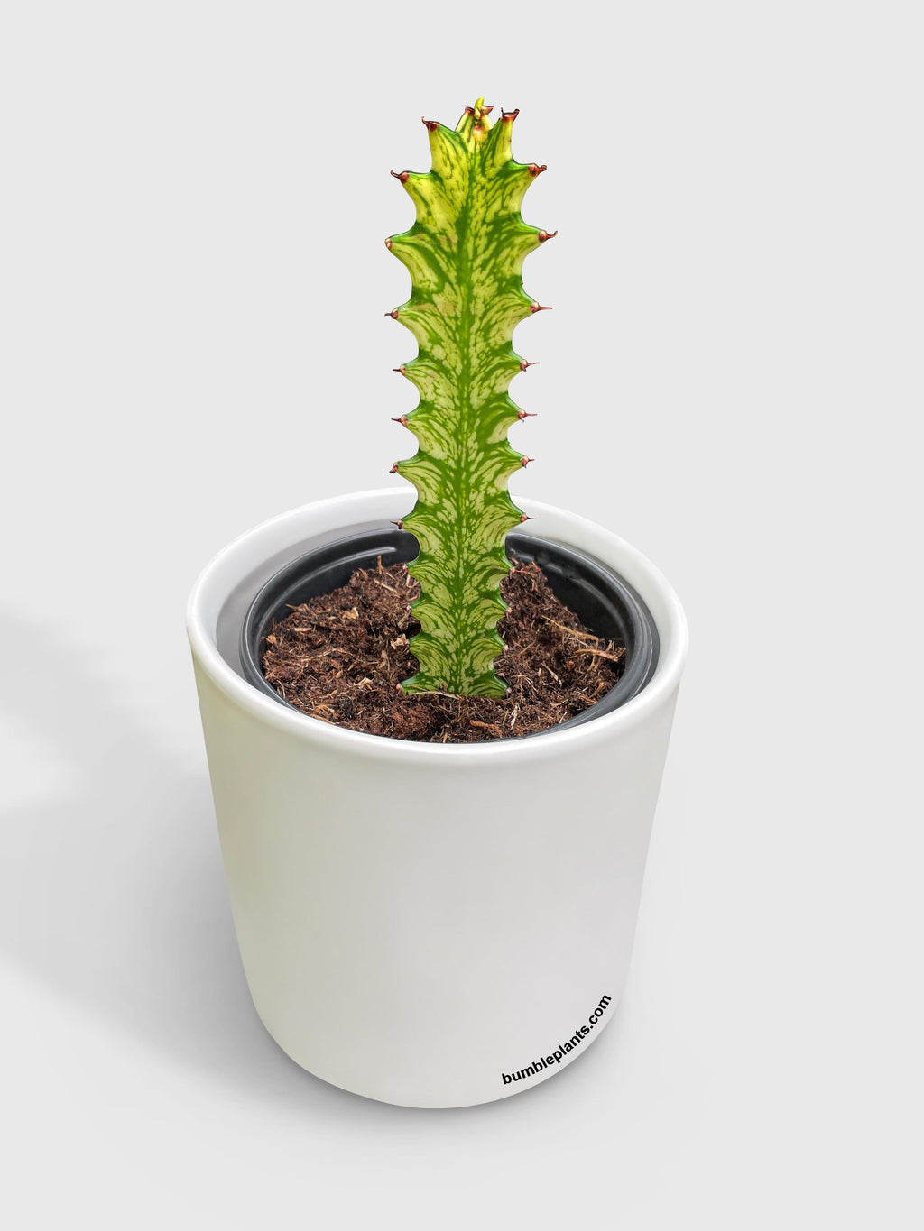 Euphorbia Trigona 'Mint Cream' Variegated