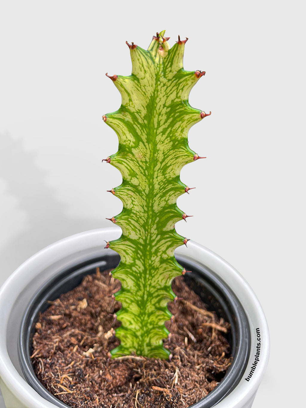 Euphorbia Trigona 'Mint Cream' Variegated