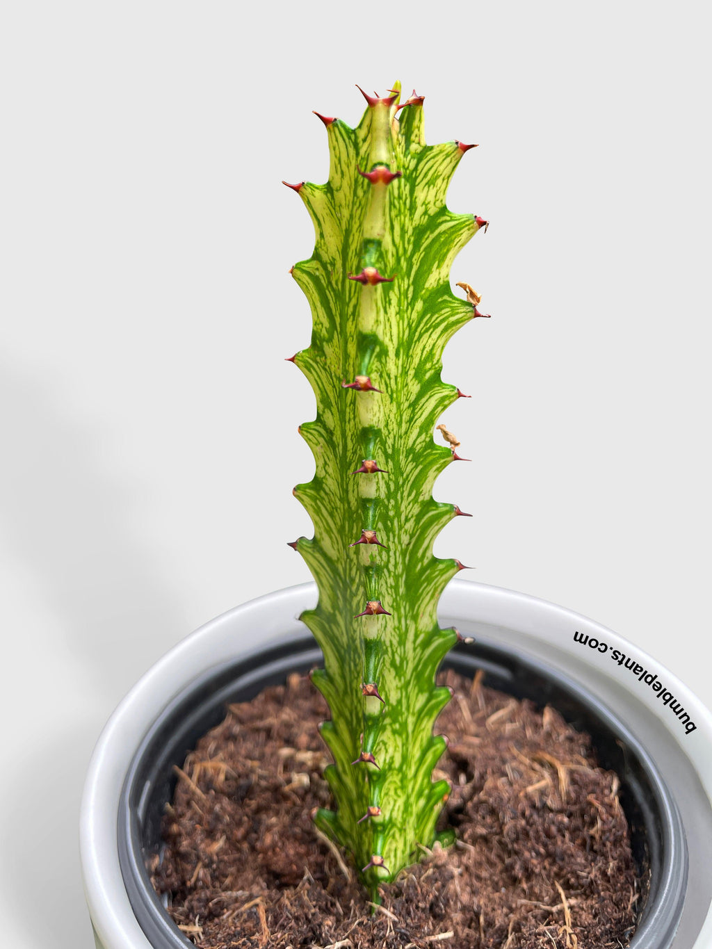 Euphorbia Trigona 'Mint Cream' Variegated