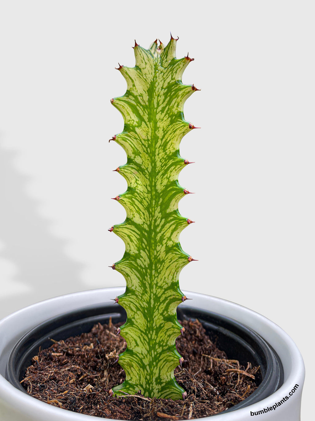 Euphorbia Trigona 'Mint Cream' Variegated