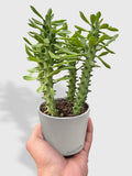 Euphorbia 'Sausage Spurge'