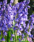 Excelsior Spanish Bluebells - 25 bulbs