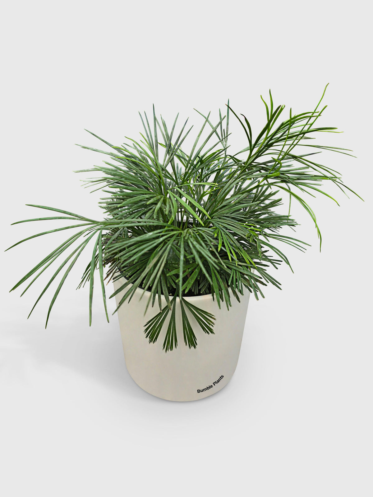 Eyelash Fern 'Actiniopteris Australis'